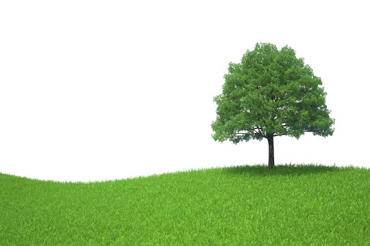 tree growing on a green meadow isolated on white background