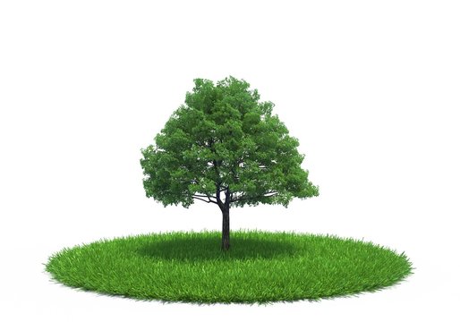 Tree growing on meadow isolated on white background