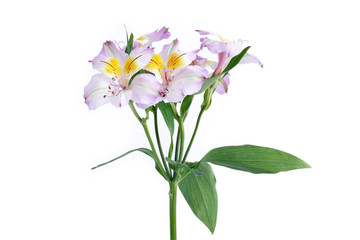 Fototapeta na wymiar Flower On White