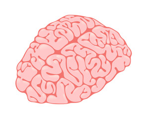 pink brain vertical view