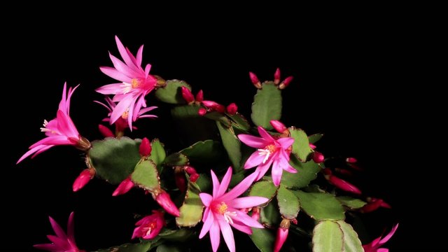 Epiphytic cactus bloom (Schlumbergera) timelapse