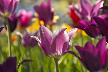 Colorful tulips in the garden