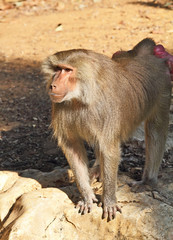 The Orangutan