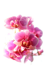 Naklejka na ściany i meble Orchidee Blume