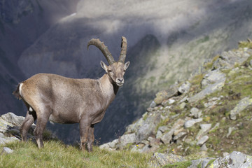 Ibex males at sunset