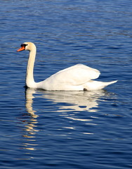 Obraz premium cygne
