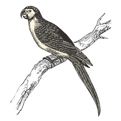 Perroquet Ara (Ara ararauna) © lynea