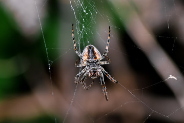 Ragno crociato sulla ragnatela