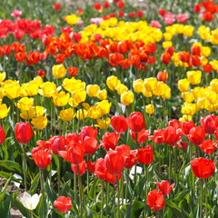 Fototapeta premium beautiful tulips
