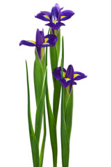 three purple iris