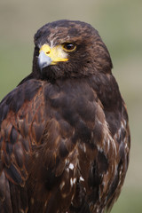 Wüstenbussard