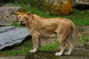 Lion standing on the rock