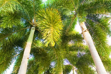 Fotobehang Ant_view_palm_tree © warapatr_s