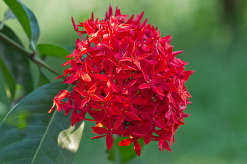 Red Ixora flower