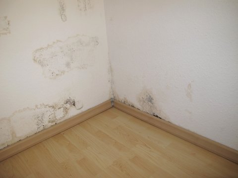 Feuchte Wandecke