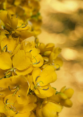 Naklejka na ściany i meble żółty kwiat