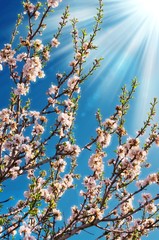 Almond tree in bloom