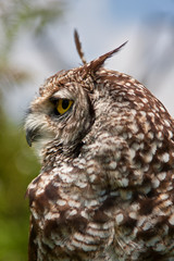 Cape Eagle Owl