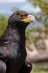 black eagle