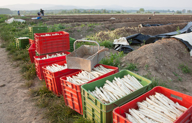 Spargel- jb photo-5