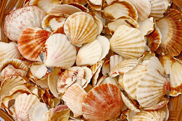 Seashells