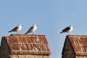Three different gulls standing on a crenellation