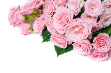 Obraz na płótnie Canvas wet pink roses on a white background