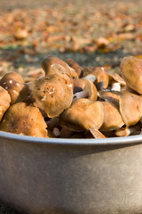 edible mushrooms
