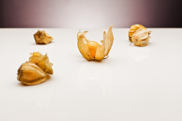 physalis over white