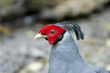 Male Siamese Fireback, Male Siamese fireback in the forest.