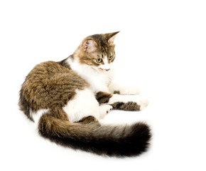 Beautiful young cat on white background