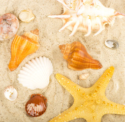 Beautiful exotic shells and starfish on sand background