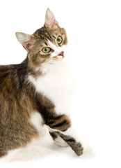 Beautiful young cat on white background
