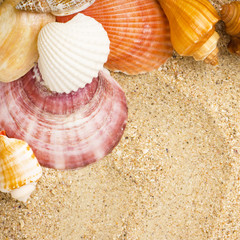 Beautiful exotic shells and starfish on sand background