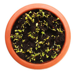 Cress in ceramic pot