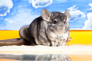 Silver Chinchilla