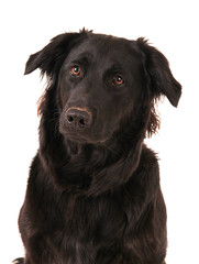 Flatcoated-Retriever