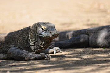Komodo Dragon