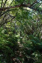 Forêt primaire et fougères à Queenstown