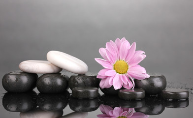 Fototapeta na wymiar Spa stones and flower with water drops on grey background
