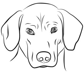 Fototapeta premium dog isolated - freehand, vector illustration