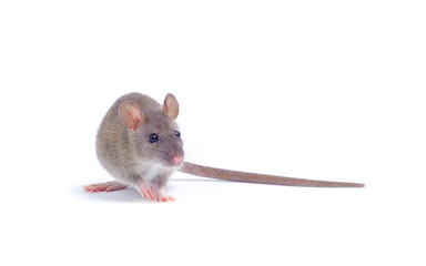 rat