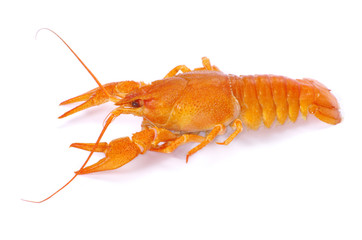 crayfish