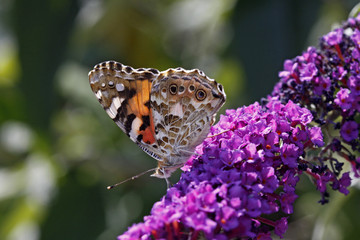 Vanessa cardui, Distelfalter (Cynthia cardui) - Painted Lady