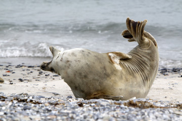 Kegelrobbe am Strand der Helgoländer Düne