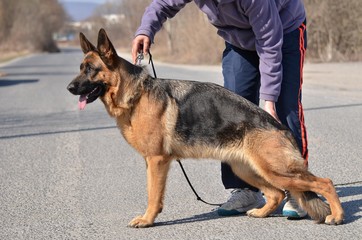 german shepherd