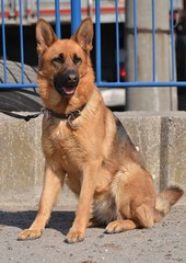german shepherd