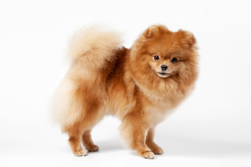 Pomeranian puppy on white gradient background