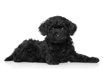 Toy poodle puppy lying on a white background