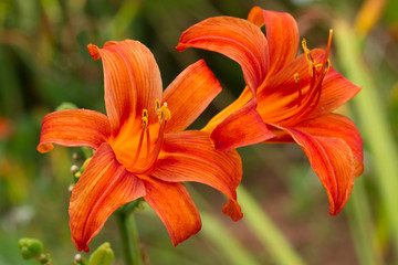 Orange Lily in Prince Edward Island